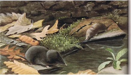 Short Tailed Shrew and Common Shrew